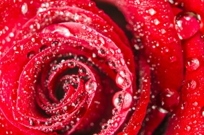 Fototapete Regentropfen auf der roten Rose