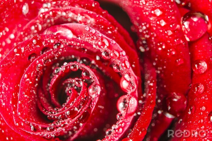 Fototapete Regentropfen auf der roten Rose