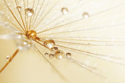 Fototapete Regentropfen auf einem Löwenzahn