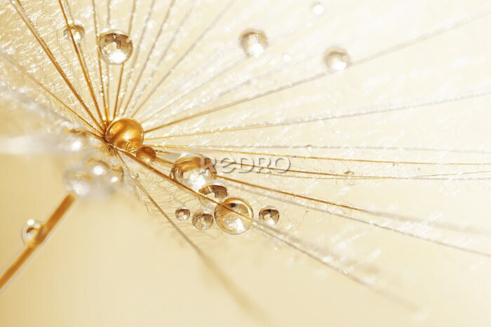 Fototapete Regentropfen auf einem Löwenzahn