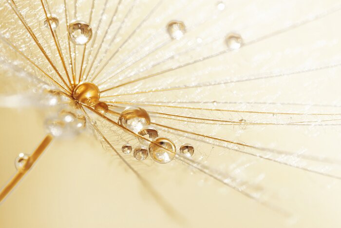 Fototapete Regentropfen auf einem Löwenzahn