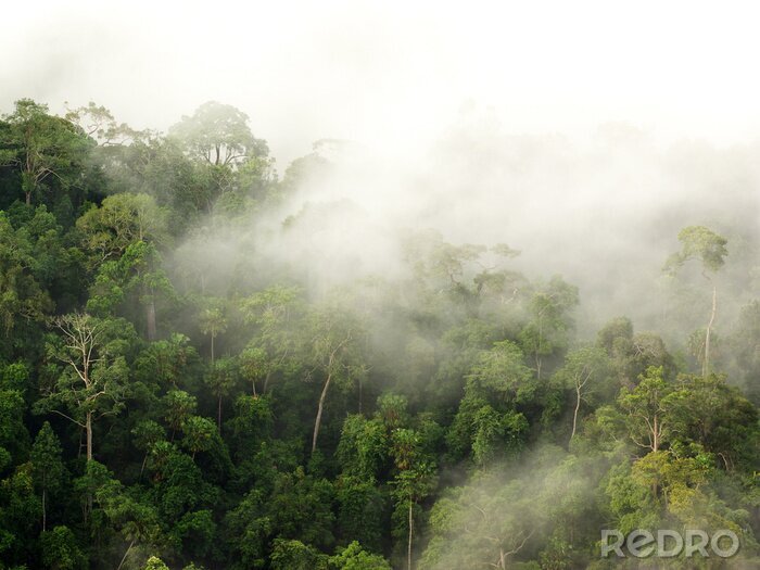 Fototapete Regenwald im nebel