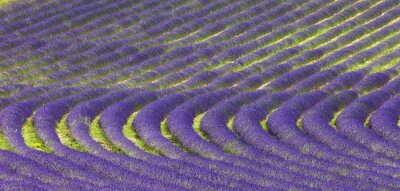 Reihen violetter Lavendel
