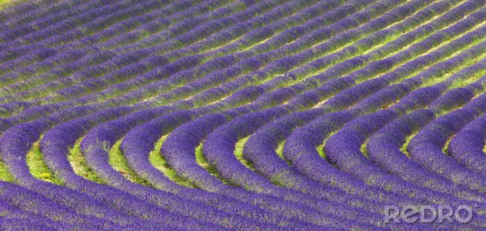 Fototapete Reihen violetter Lavendel