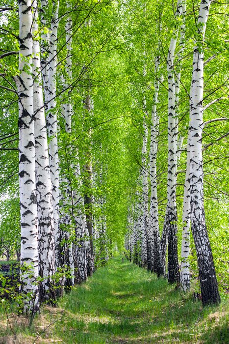 Fototapete Reihen von Birken