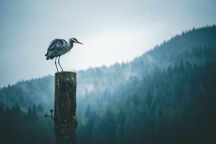 Fototapete Reiher Vogel im Hintergrund der Berge