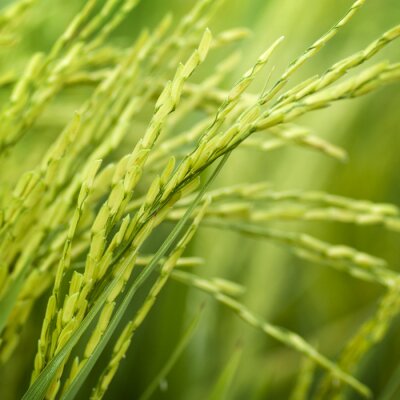 Reis-Getreide als Natur