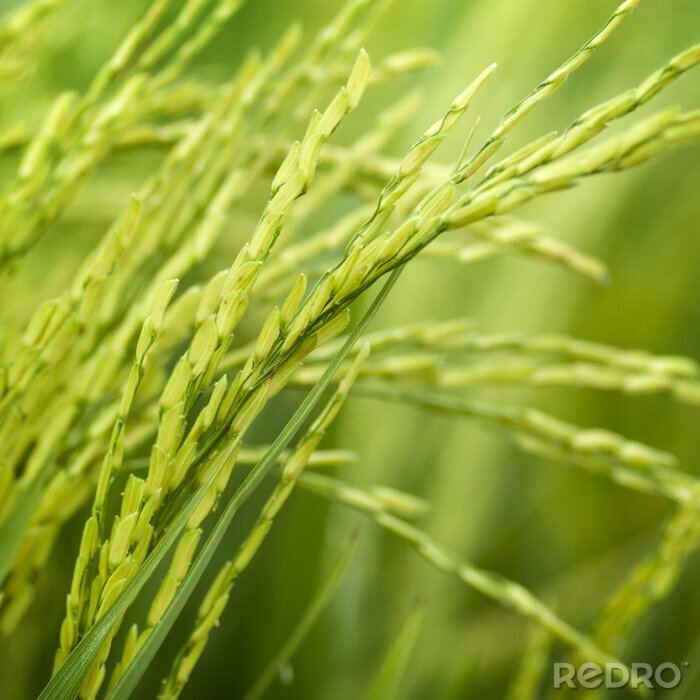 Fototapete Reis-Getreide als Natur