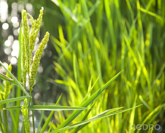 Fototapete Reisfeld im Sonnenlicht