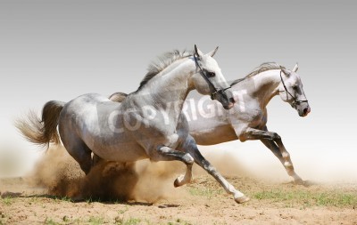 Fototapete Rennpferde