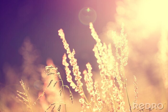 Fototapete Retro Aufnahme der Natur