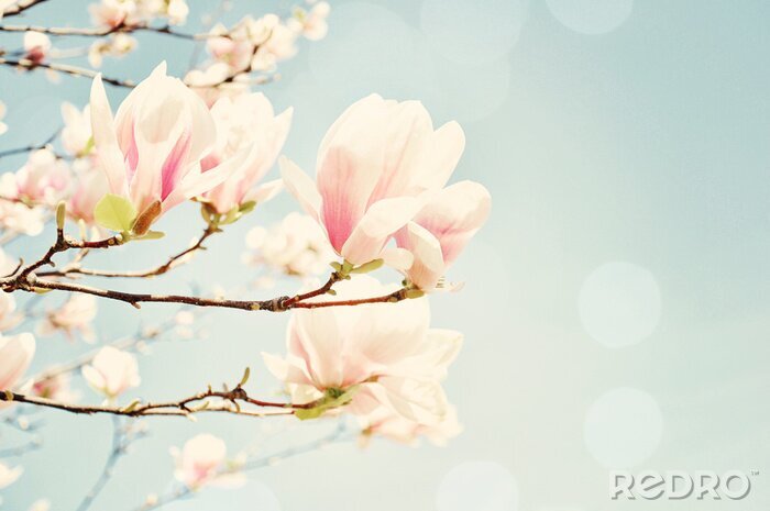 Fototapete Retro-Aufnahme von Magnolienblüten