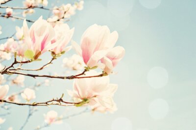 Fototapete Retro-Aufnahme von Magnolienblüten