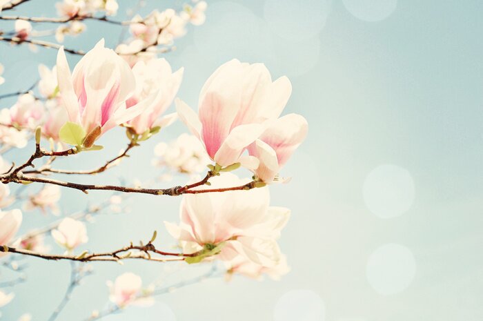 Fototapete Retro-Aufnahme von Magnolienblüten