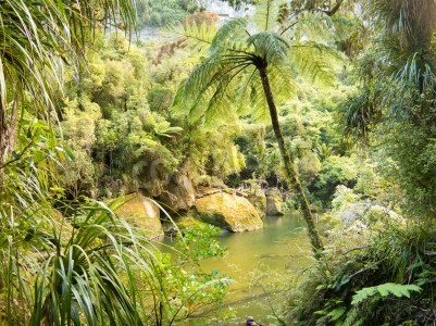 Fototapete Retro-Dschungel