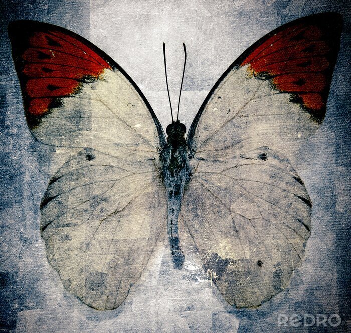 Fototapete Retro-Illustration mit Schmetterling