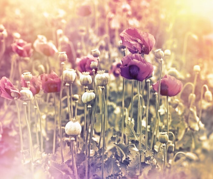 Fototapete Retro-Mohnblumen in der Sonne