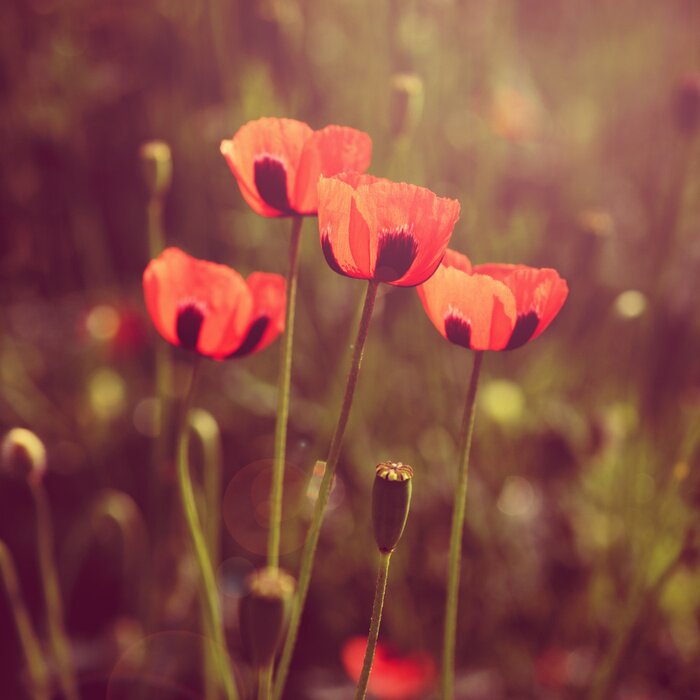 Fototapete Retro-Mohnblumen vor dem Hintergrund des Grüns