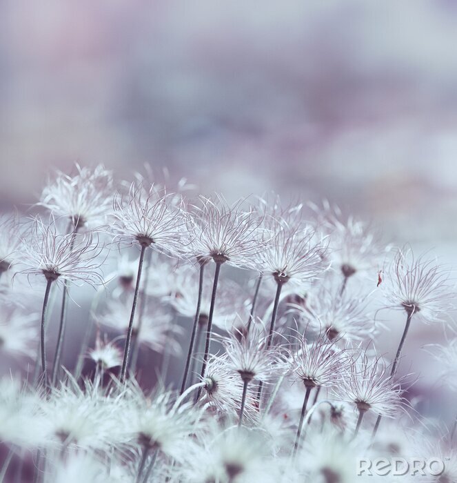 Fototapete Retro-Motiv mit Blumen