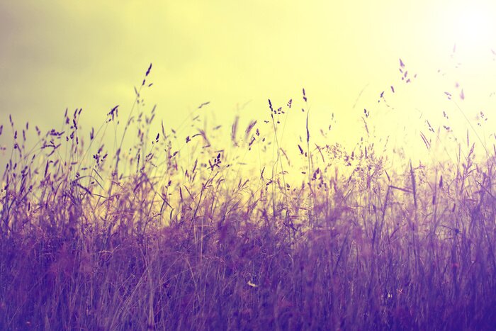 Fototapete Retrofotografie mit Wiese