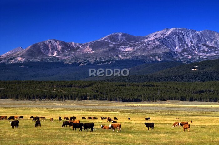Fototapete Rinder unter Bergen von Colorado