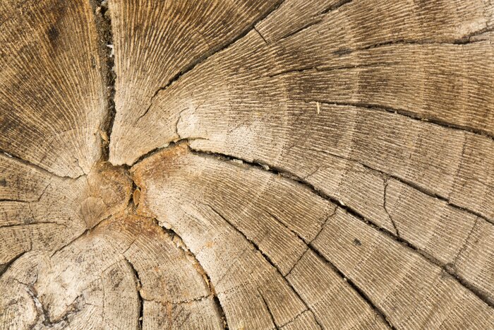 Fototapete Rissiger Baumstamm