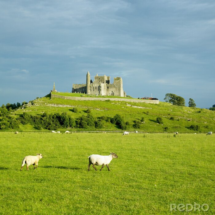 Fototapete Rock of Cashel, County Tipperary, Irland