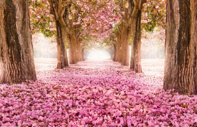 Fototapete Romantische Bäume, die in Rosa blühen
