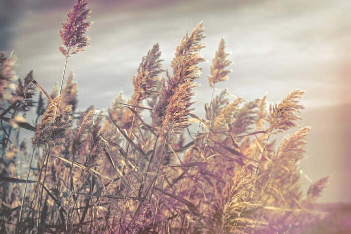 Fototapete Romantische flauschige Gräser