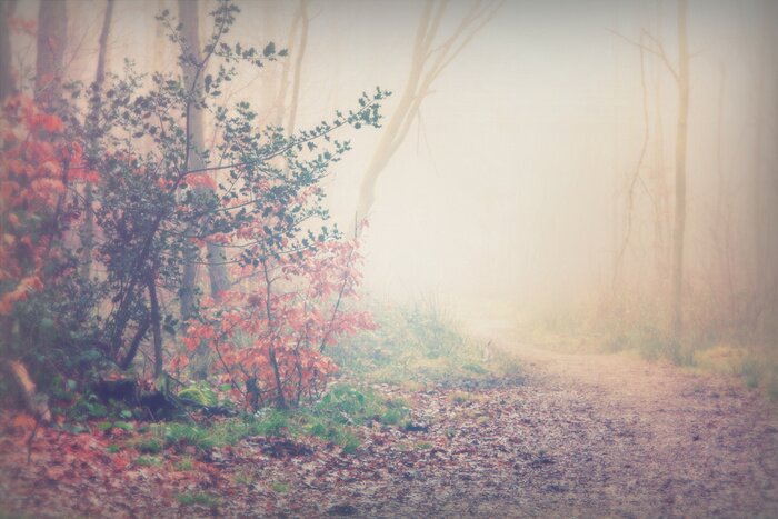 Fototapete Romantischer herbstwald