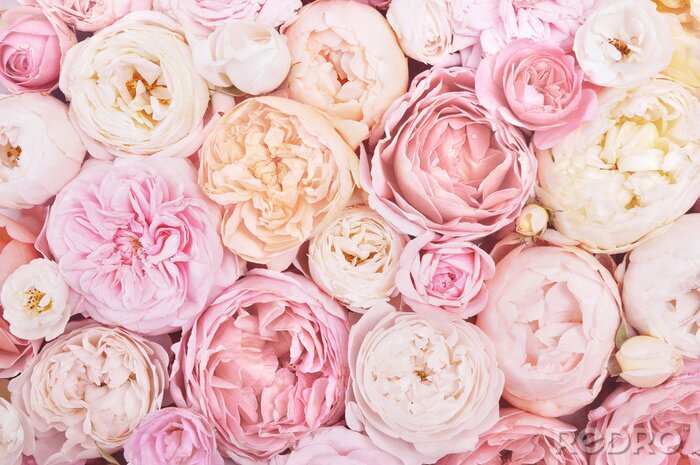 Fototapete Romantischer Hintergrund der rosa Blumen