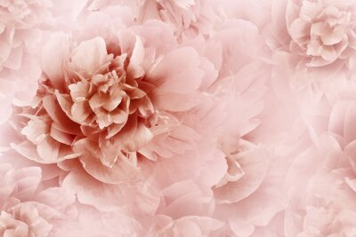 Fototapete Rosa abstrakte Pfingstrose