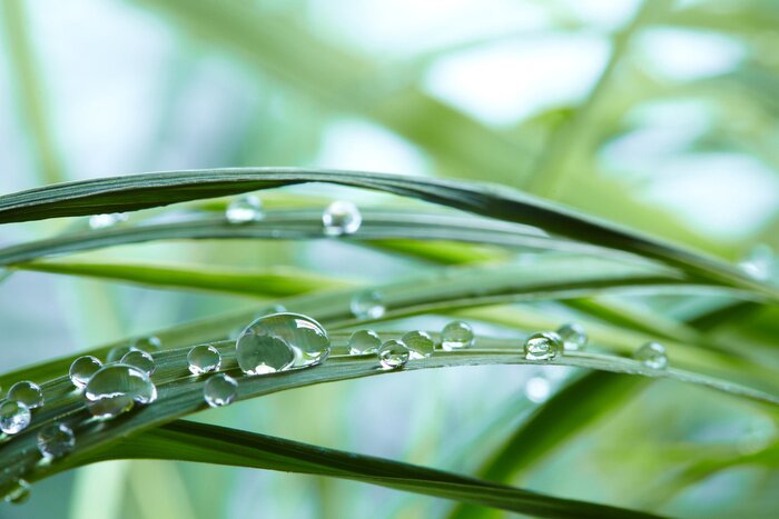 Fototapete Rosa auf Gras im Makromaßstab