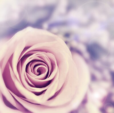 Rosa blühende Blume