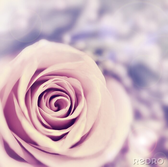 Fototapete Rosa blühende Blume
