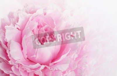 Fototapete Rosa Blütenblätter Makro