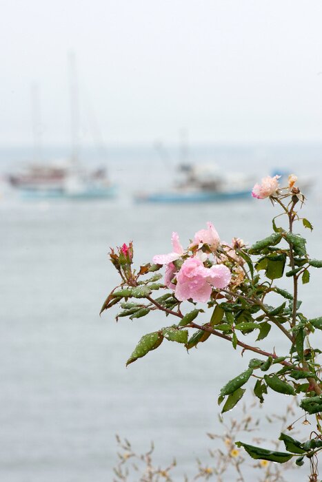 Fototapete Rosa Blume und Boote im Hintergrund