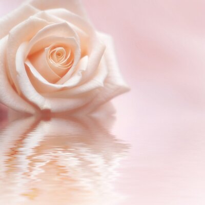  Rosa Blume und Reflexion