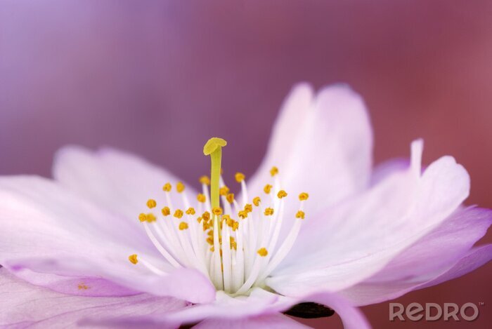 Fototapete Rosa Blume und Staubblätter