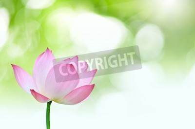 Fototapete Rosa Blume vor grünem Hintergrund