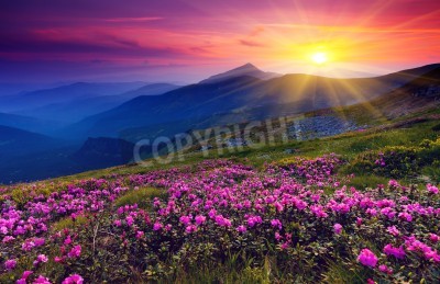 Fototapete Rosa Blumen Berge und Sonnenaufgang