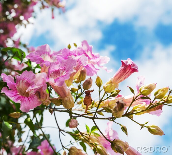 Fototapete Rosa Blumen gegen Wolken
