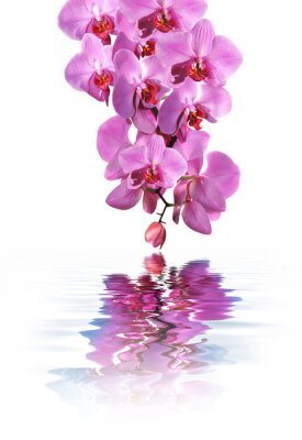 Fototapete Rosa Blumen und Wasser