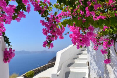Fototapete Rosa Blumen und weiße Architektur auf Santorini