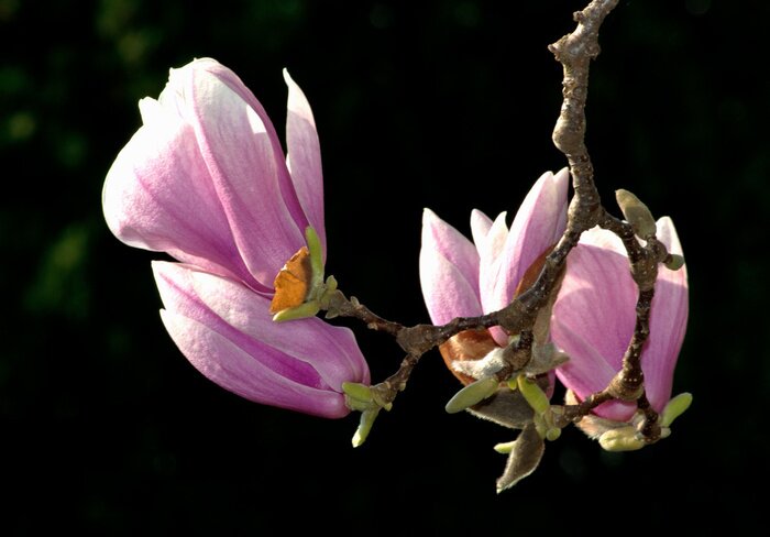 Fototapete Rosa Blumen und Zweig