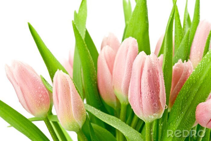 Fototapete Rosa Blumen vor weißem Hintergrund