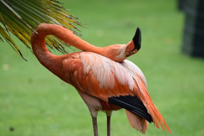 Fototapete Rosa flamingo auf grünem gras