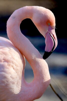 Rosa Flamingo im Profil