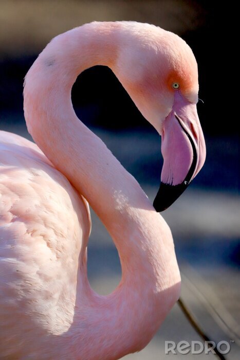 Fototapete Rosa Flamingo im Profil