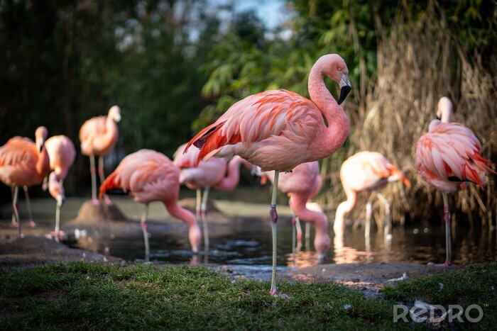 Fototapete Rosa flamingos im deutschen zoo